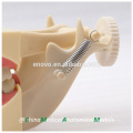 32 pcs Removable Teeth SF Type Dental Study Model for School Education 13009